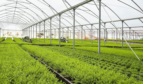 Лига в теплицах